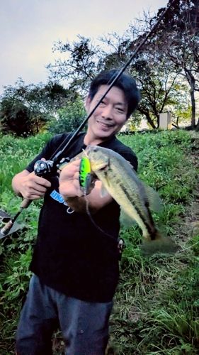ラージマウスバスの釣果