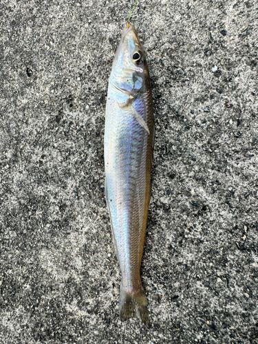 シロギスの釣果