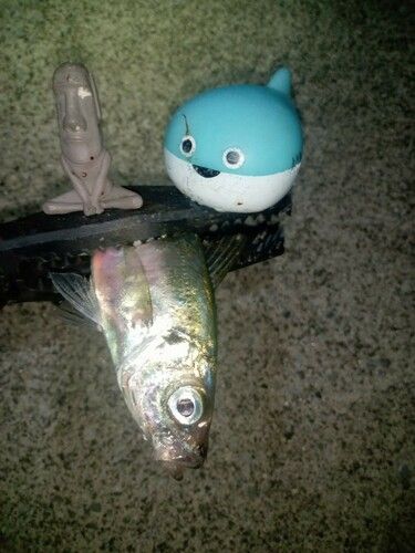 マアジの釣果