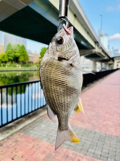 キビレの釣果