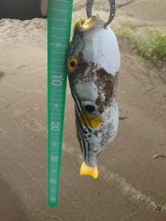 シマフグの釣果