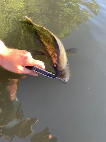 スズキの釣果