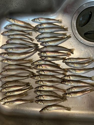キスの釣果