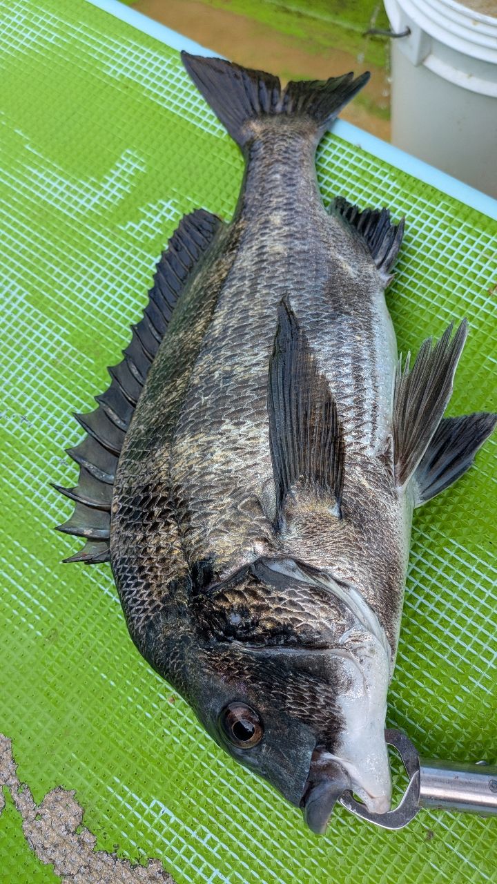 まるcomさんの釣果 1枚目の画像