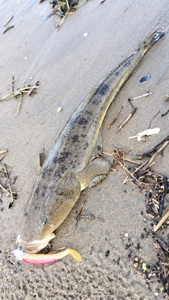 マゴチの釣果
