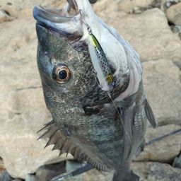 チヌ