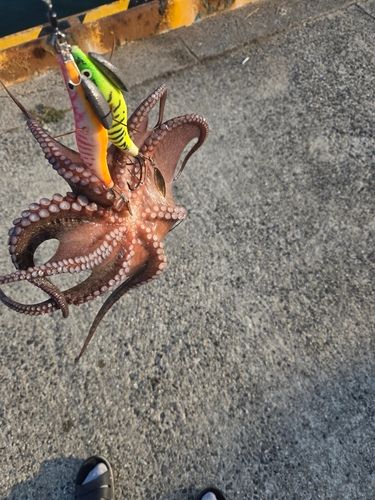 マダコの釣果