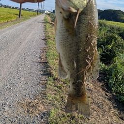 ラージマウスバス