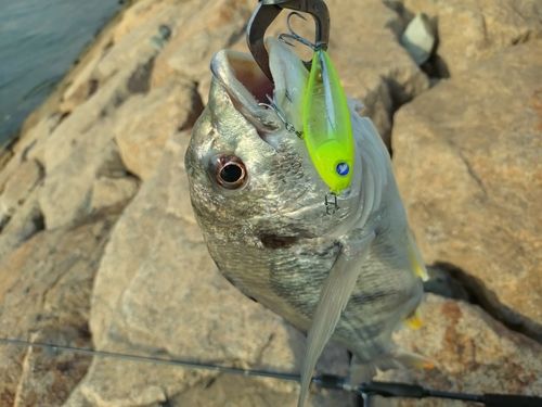 チヌの釣果