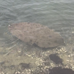 ツバクロエイの釣果