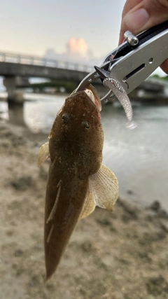 ミナミマゴチの釣果