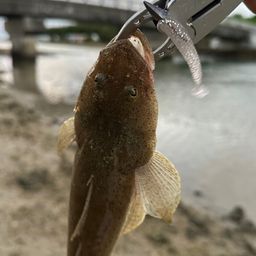 ミナミマゴチ