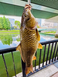 コイの釣果