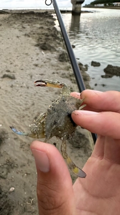 タイワンガザミの釣果