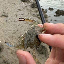 タイワンガザミ