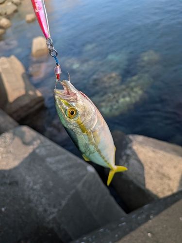 ツバスの釣果