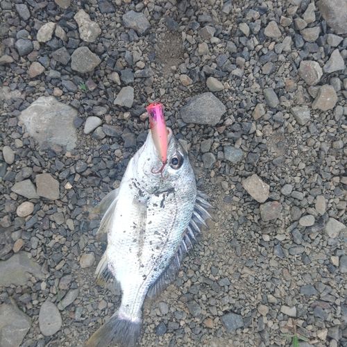 キビレの釣果