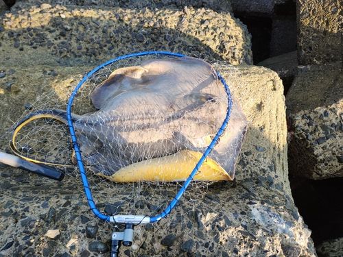 アカエイの釣果