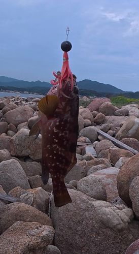 アコウの釣果