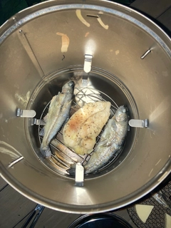 ニジマスの釣果