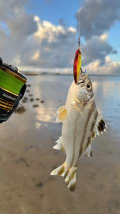 コトヒキの釣果