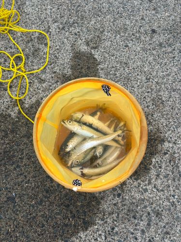 サバの釣果