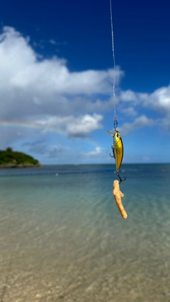 コトヒキの釣果