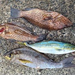 オオモンハタ