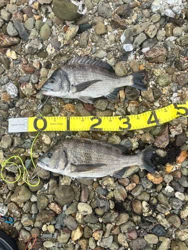 クロダイの釣果