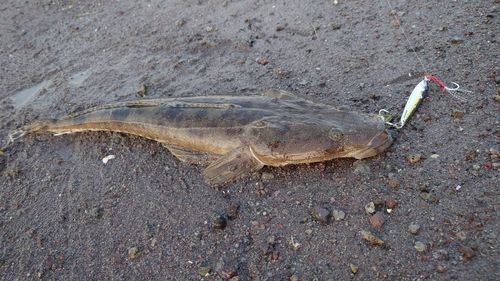 マゴチの釣果