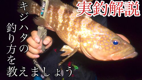 キジハタの釣果
