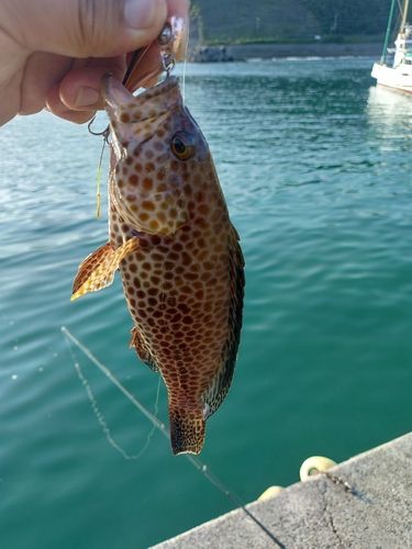 オオモンハタの釣果