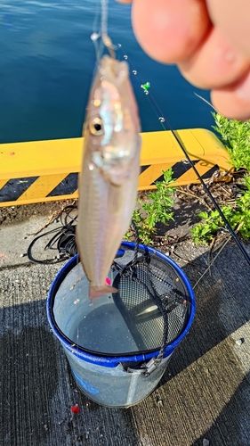 キスの釣果