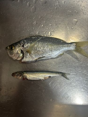 クロサギの釣果