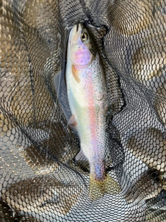 ニジマスの釣果