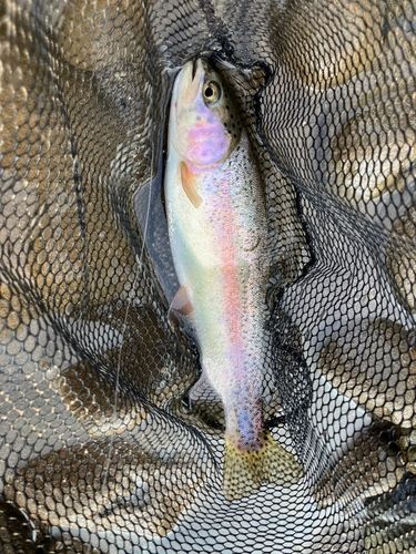 ニジマスの釣果