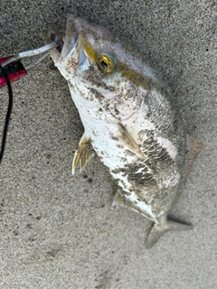 シオの釣果