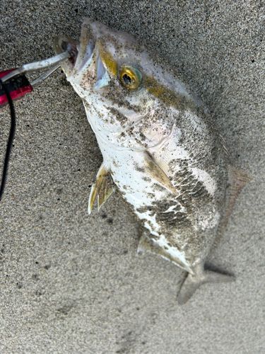 シオの釣果
