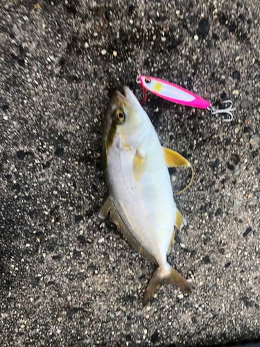イナダの釣果