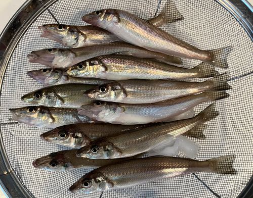 シロギスの釣果