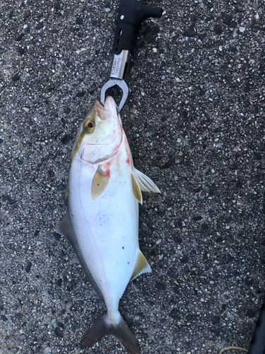 イナダの釣果