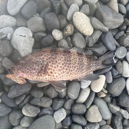 オオモンハタ