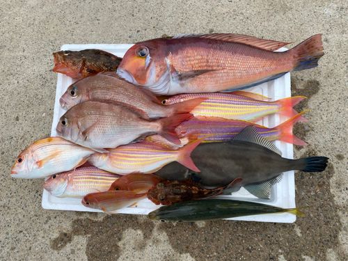 アマダイの釣果