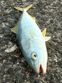 ツバスの釣果