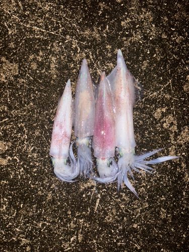 ケンサキイカの釣果