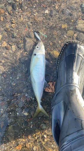シマアジの釣果