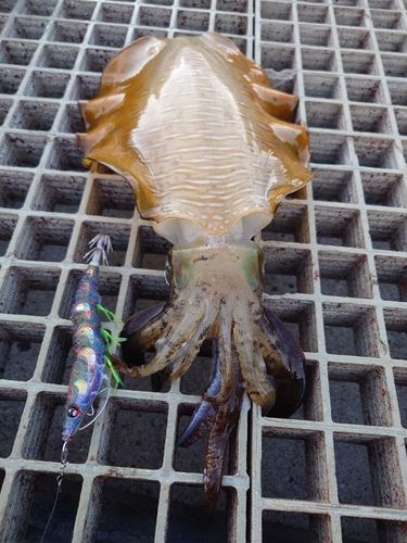 アオリイカの釣果