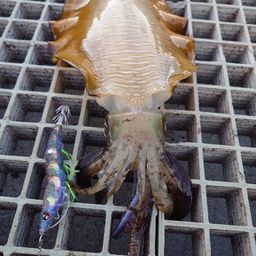 アオリイカ