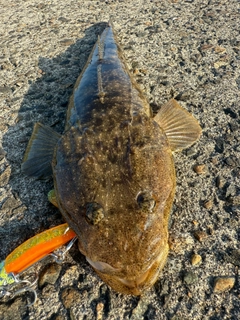 マゴチの釣果