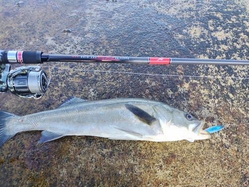 スズキの釣果